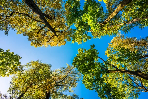 Crown Autumn Trees Park — Stock Photo, Image