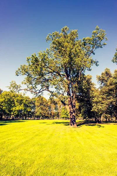 Oude Eikenboom Het Park Stockfoto