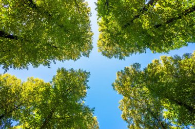 Parktaki sonbahar ağaçlarının tacı