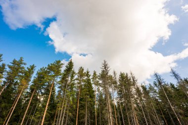 Yazın kozalaklı orman