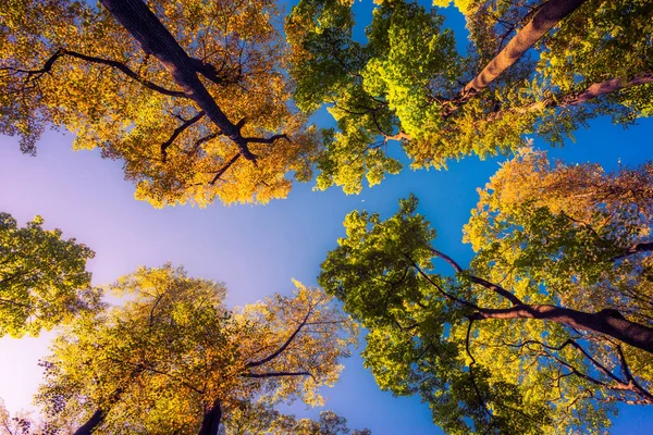 Crown Autumn Trees Park — Stock Photo, Image