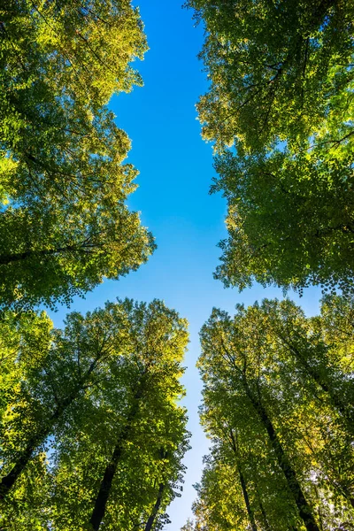 Crown Autumn Trees Park — Stock Photo, Image