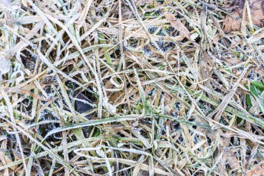 Donmuş çimenler, basit arkaplan