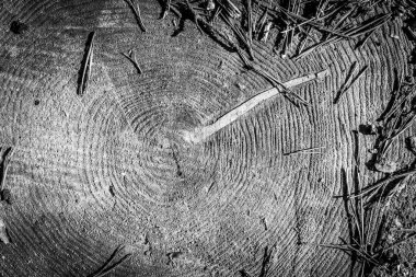 İğneli kozalaklı ağaçlarla doldur.