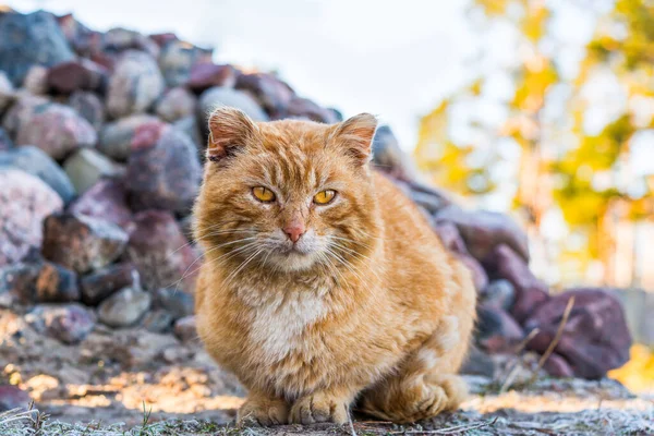 Velho Desprezível Gato Natureza Vista Nível Solo — Fotografia de Stock