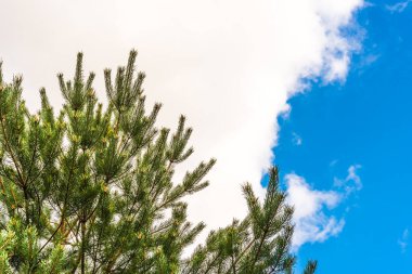 Bulutlu gökyüzünün arka planında çam dalları