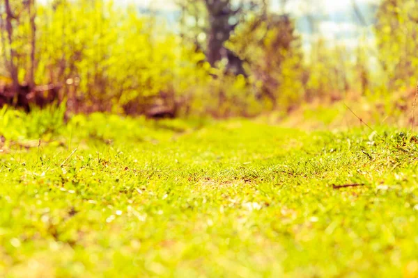 Forest path lit by the summer sun. View from ground level