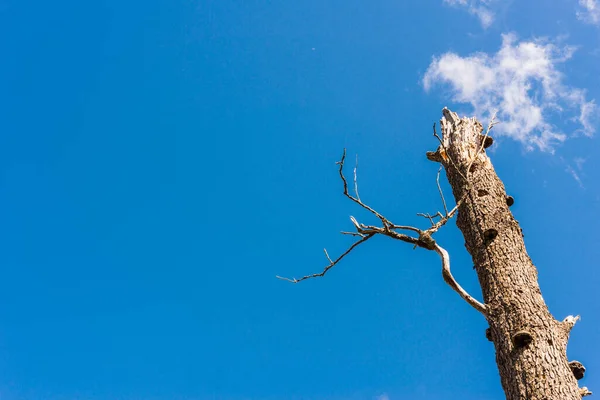 Tronco Del Árbol Muerto Contra Cielo Azul — Foto de Stock