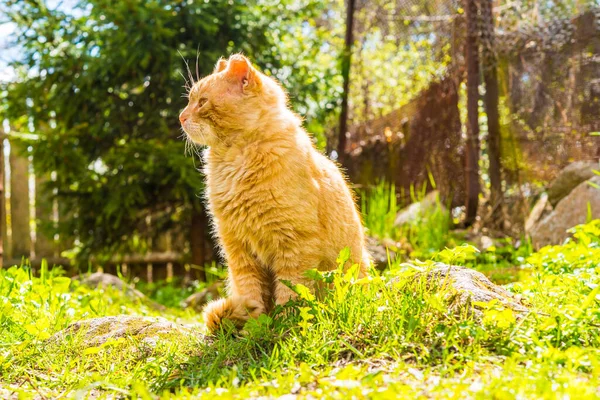 Velho Desprezível Gato Aldeia Descansando Sol Vista — Fotografia de Stock