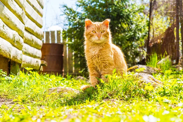 Velho Desprezível Gato Aldeia Descansando Sol Vista — Fotografia de Stock