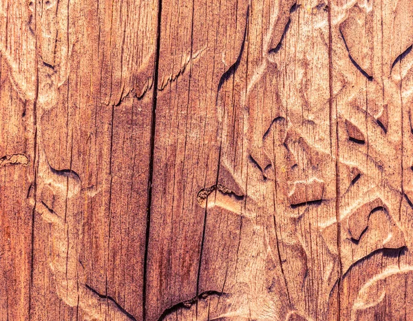 Alte Holzbretter Durch Borkenkäfer Beschädigt — Stockfoto