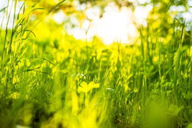 Güneş ışınları çimlerin içinden geçiyor. Groun 'dan görüntüle