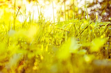 Güneş ışınları çimlerin içinden geçiyor. Groun 'dan görüntüle