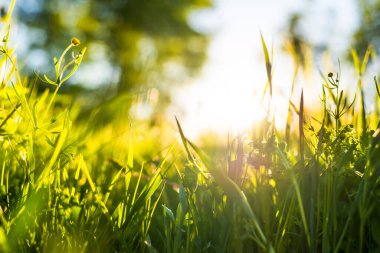 Güneş ışınları çimlerin içinden geçiyor. Groun 'dan görüntüle