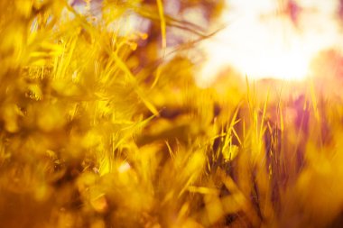 Güneş ışınları çimlerin içinden geçiyor. Groun 'dan görüntüle