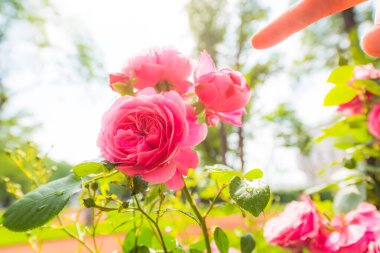 Güneşin aydınlattığı güzel pembe güllere dokun ve üzerini ört.