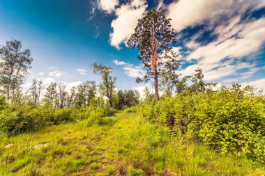 Yazın karışık orman