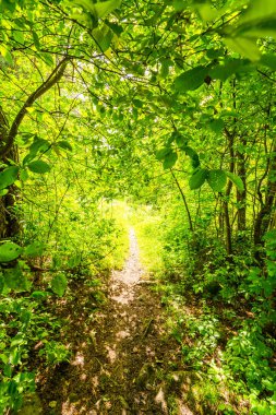 Orman yolu güneşle aydınlandı.