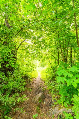 Orman yolu güneşle aydınlandı.