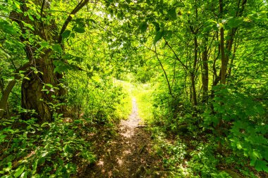 Orman yolu güneşle aydınlandı.