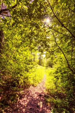 Orman yolu güneşle aydınlandı.