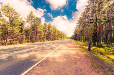Kırsal yol kozalaklı ormandan geçiyor.
