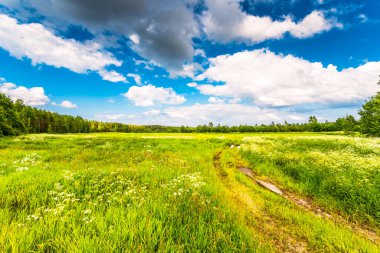 Kırsal yol ormandaki bir tarladan geçiyor.