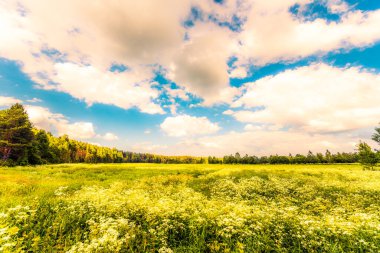 Kümülüs bulutları ormandaki güneşli bir tarlanın üzerinde