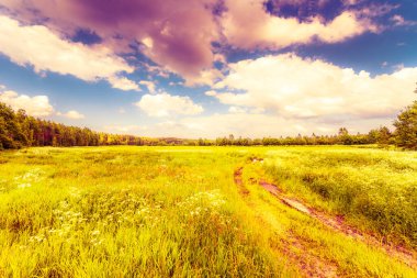 Kırsal yol ormandaki bir tarladan geçiyor.