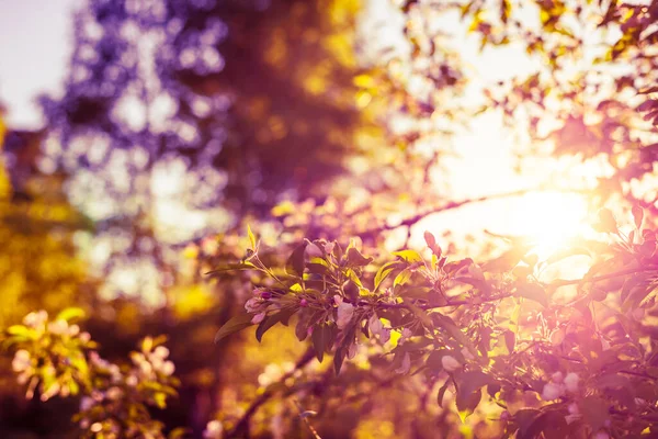 Otevřené Květy Jabloní Pozadí Jarního Slunce — Stock fotografie