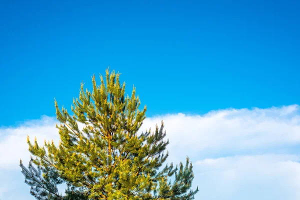 Los Árboles Bosque Pinos Contra Cielo Azul — Foto de Stock