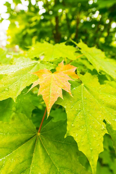 Foglie Acero Bagnate Vista Vicino — Foto Stock