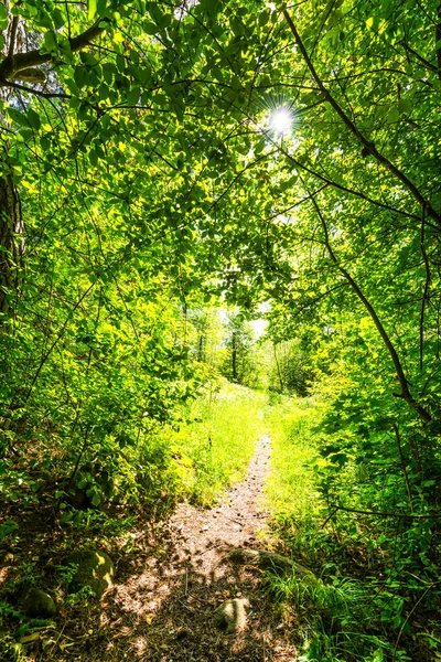 Sentiero Forestale Illuminato Dal Sole — Foto Stock