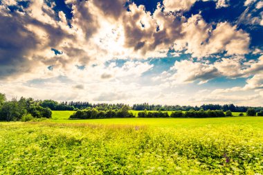 Güneş ışığı bulutların arasından öndeki tarlaya vuruyor.