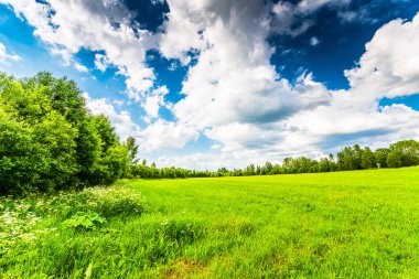 Ormanda güneşli bir alan.