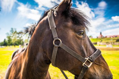 Safkan at, kalenin ön tarafına yaklaş.