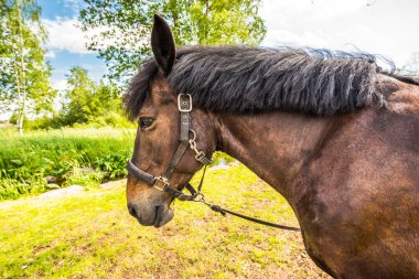 Safkan at tarlaya yakın.
