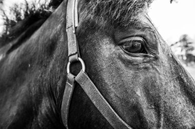 Safkan at tarlaya yakın.