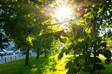 Ağaçların arasından güneş