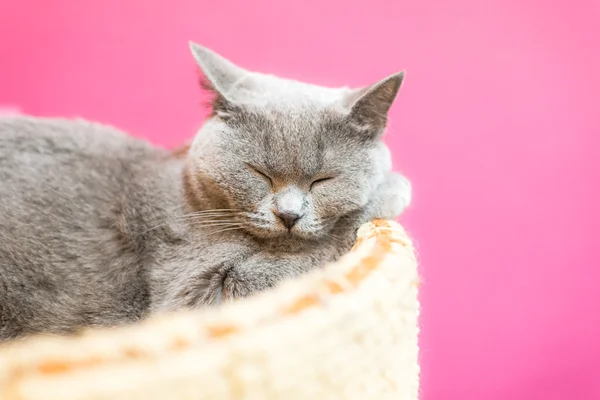 Gato adormecido — Fotografia de Stock