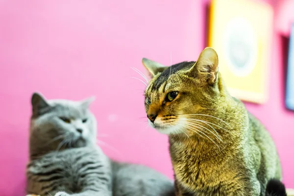 Dois gatos zangados — Fotografia de Stock