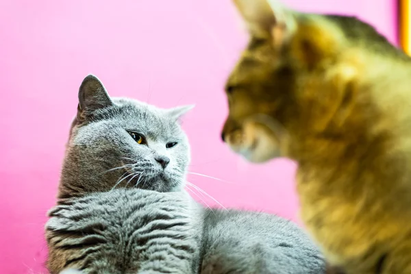 Dois gatos zangados — Fotografia de Stock