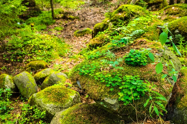 Trifoglio sulla roccia nella foresta — Foto Stock