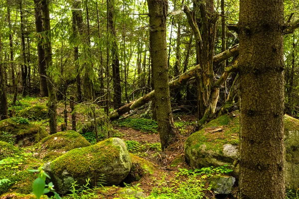 岩石在松树林中 — 图库照片