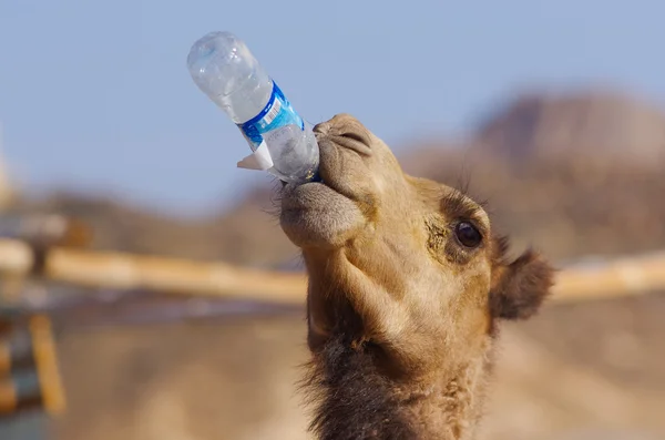 El camello bebe agua de una botella de plástico — Foto de Stock