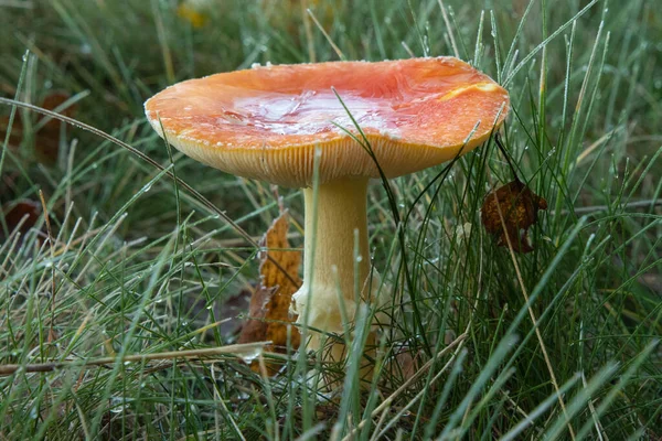 Meadow Full White Mushrooms — Stock Photo, Image
