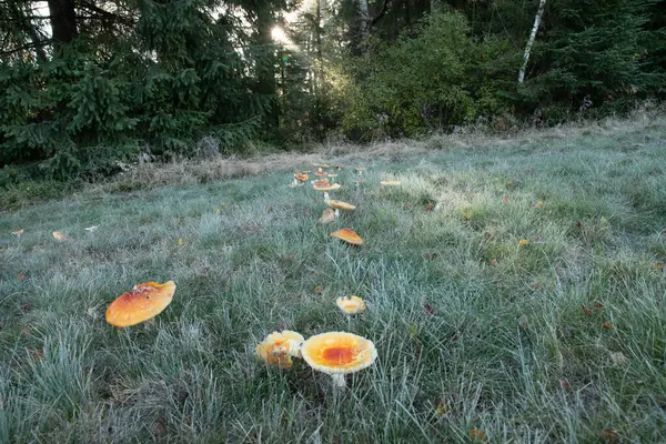 Wiese Voller Weißer Pilze — Stockfoto