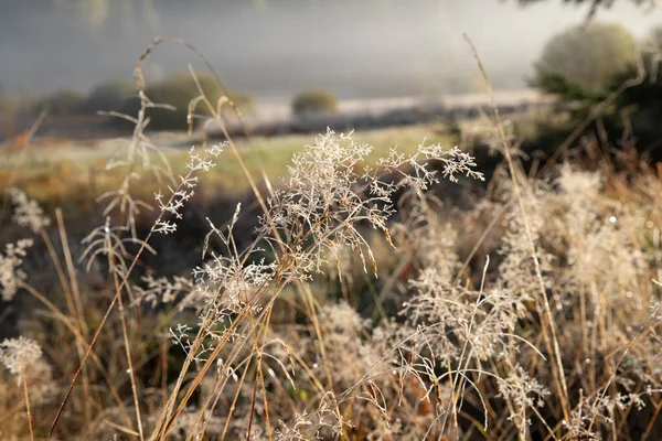 Sabah Güneşinde Çayır Çimenleri — Stok fotoğraf