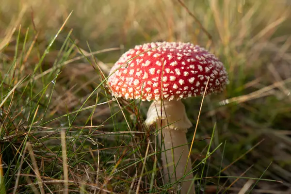 Champignons Crapaud Rouge Congelé Avant Hiver — Photo