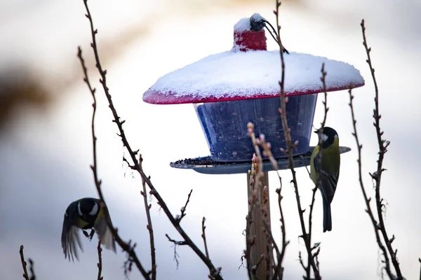 Titmouse Alimentador Vuelo — Foto de Stock